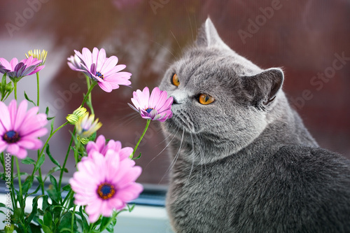 Billede på lærred Grey British cat sniffs pink flowers, feline character and behavior, spring aggr