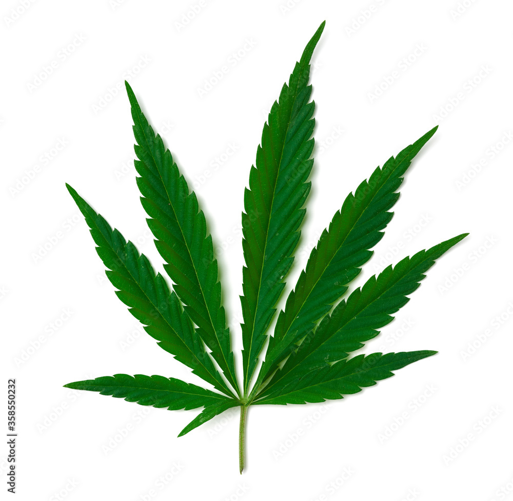green cannabis leaf isolated on white background, top view green cannabis leaf isolated on white background, top view