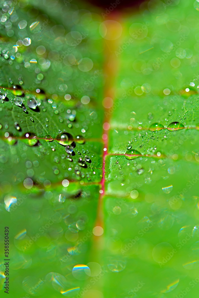 Closeup of water drops on a green leaf upright