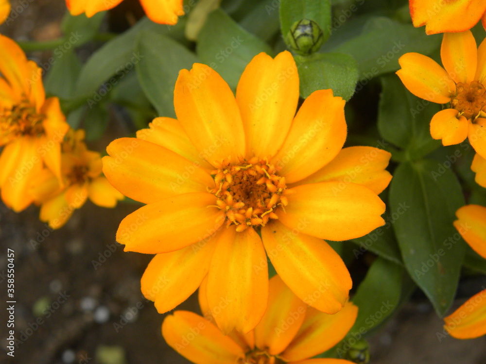 Fototapeta premium Orange Zinnia Angustifolia or Narrow leaf Zinnia flower