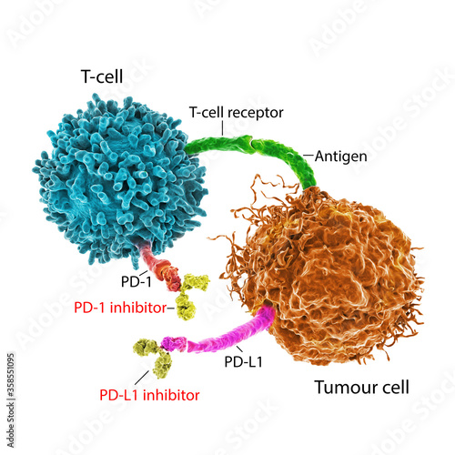 Immune checkpoint inhibitors in cancer treatment