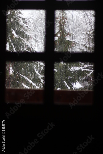 window in the forest