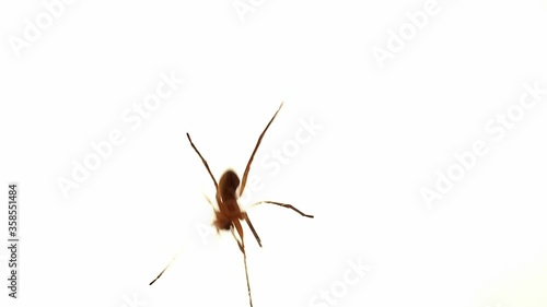 View under wolf spider opening legs and running away