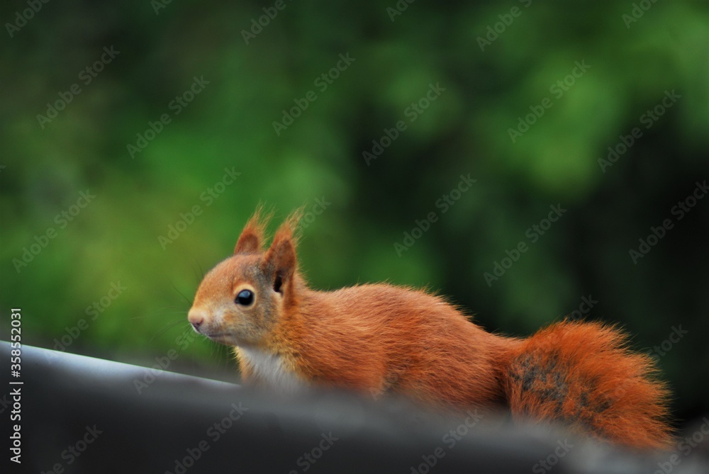 A brown squirrel runs over a black roof A brown squirrel runs over a black roof