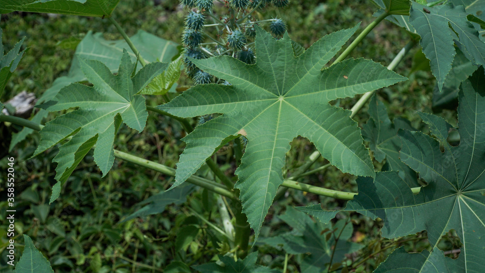 Ricinus communis , the castor bean or castor oil plant Ricinus communis , the castor bean or castor oil plant