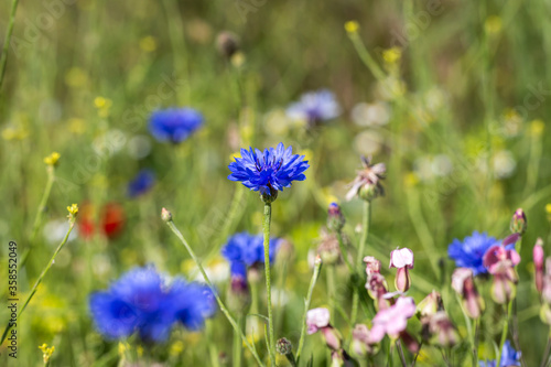 Wildflowers in a meadow, in summer