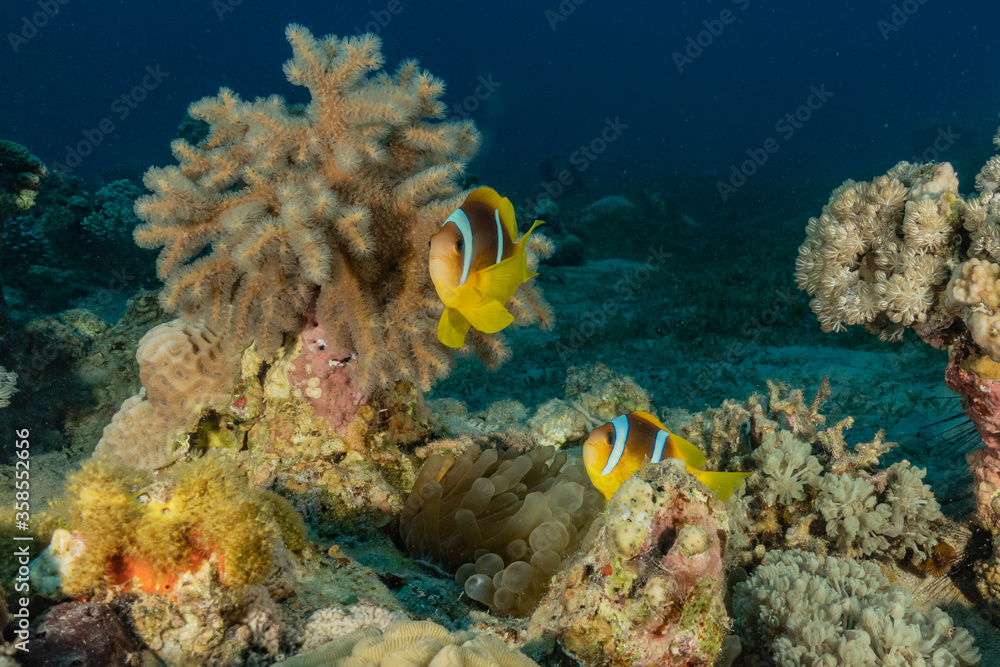 Fototapeta premium Coral reef and water plants in the Red Sea, Eilat Israel 