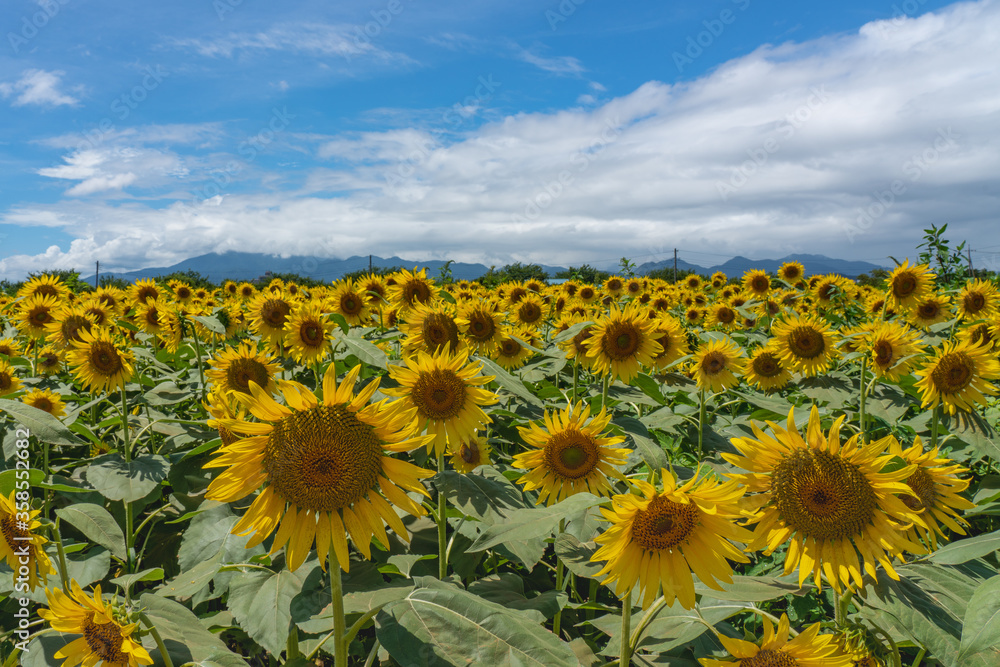 Obraz premium słonecznik
