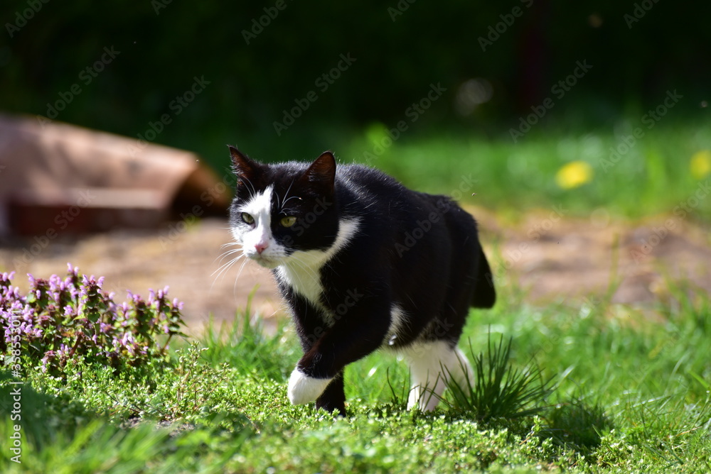 Kot kroczący po trawie