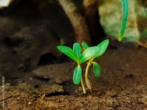 Two small Plantlets(Baby plants) growing together