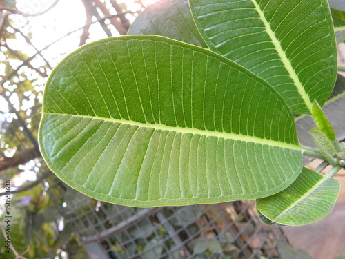 Green leaf of Indian kino tree photo