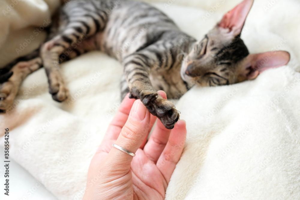 Foto de Consider the cat's paw. Soft black pads. Cornish Rex pet, tabby
