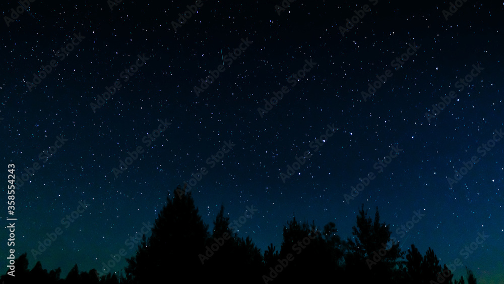Tops of pines on a background of stars in the sky