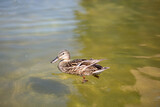 Female duck portrait swimming on a lake