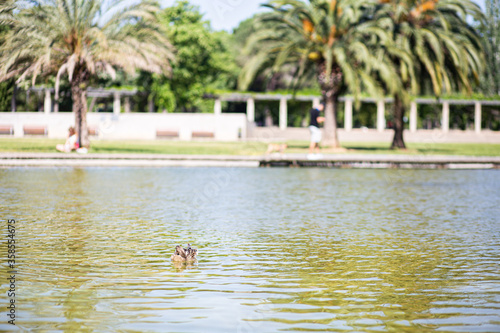 Wallpaper Mural Female duck portrait swimming on a lake on a public urban park Torontodigital.ca