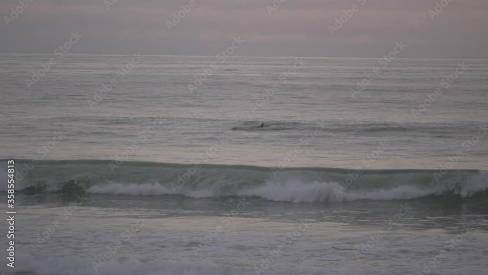 Pod of dolphins frolicking on the waves at Venice Beach California, Handheld shot Pod of dolphins frolicking on the waves at Venice Beach California, Handheld shot