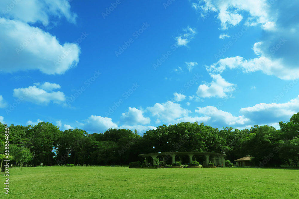 夏の芝生と青空と雲と緑の木々