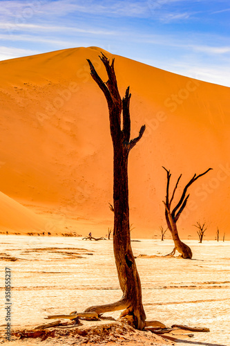 It s Dead Acacia erioloba in the Dead Vlei  Dead Valley   Namibia Desert  Africa