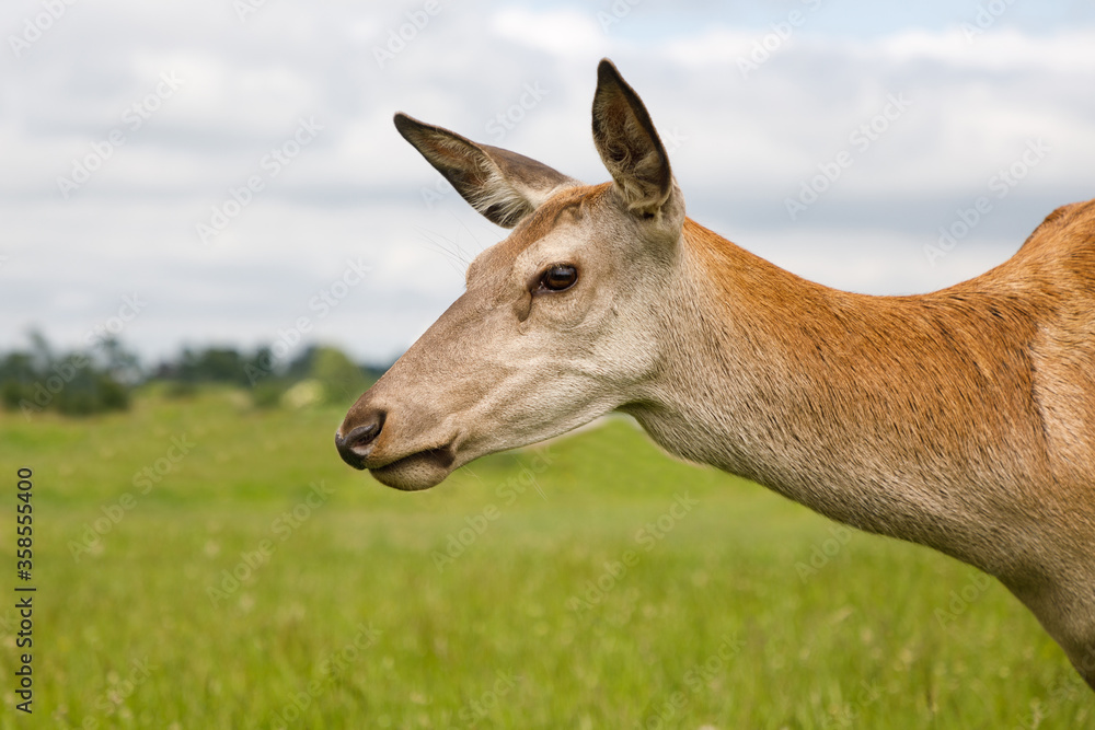 Portrait of the red deer on the summer meadow