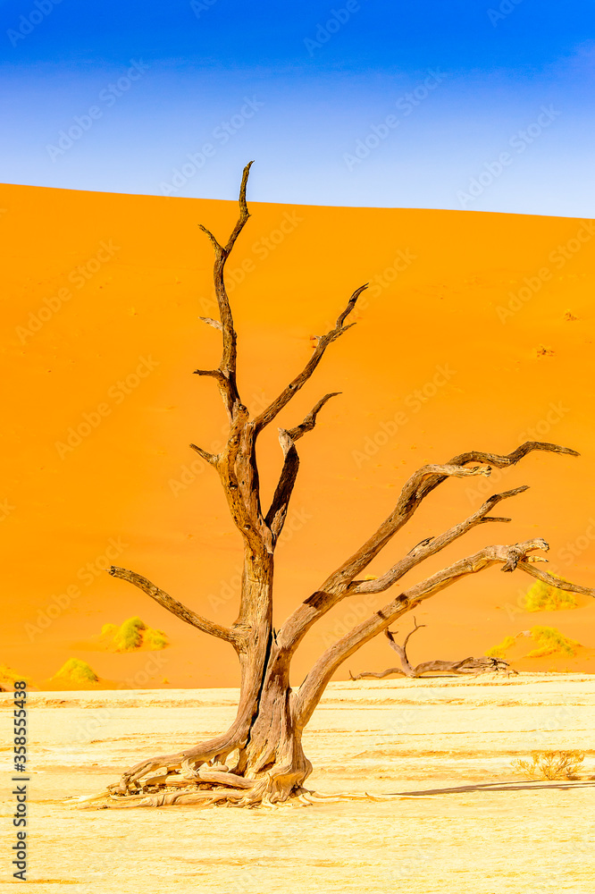 It's Dead Acacia erioloba in the Dead Vlei (Dead Valley), Namibia Desert, Africa It's Dead Acacia erioloba in the Dead Vlei (Dead Valley), Namibia Desert, Africa