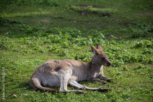 Kangaroo resting at Coombabah Park in Gold Coast. Australia. July ‎18, ‎2019 photo