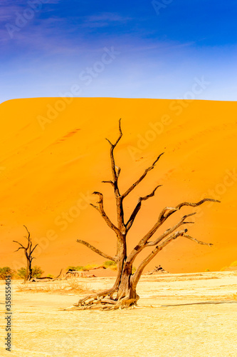 It's Dead Acacia erioloba in the Dead Vlei (Dead Valley), Namibia Desert, Africa