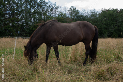 horses in the meadow © diana
