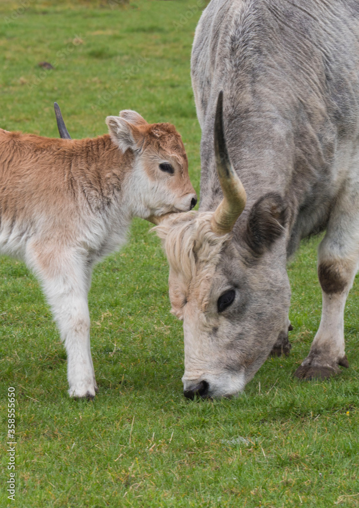 Fototapeta premium Love and trust with a Hungarian cow with her calf in the meadow.
