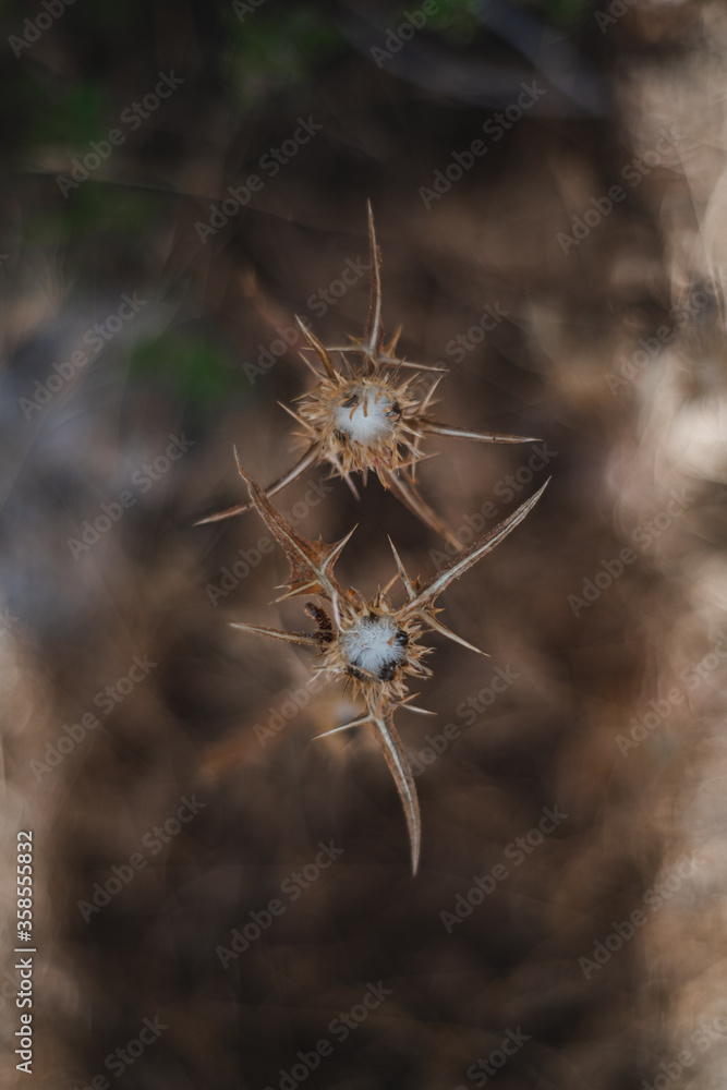 different plants in the forest, nature different plants in the forest, nature