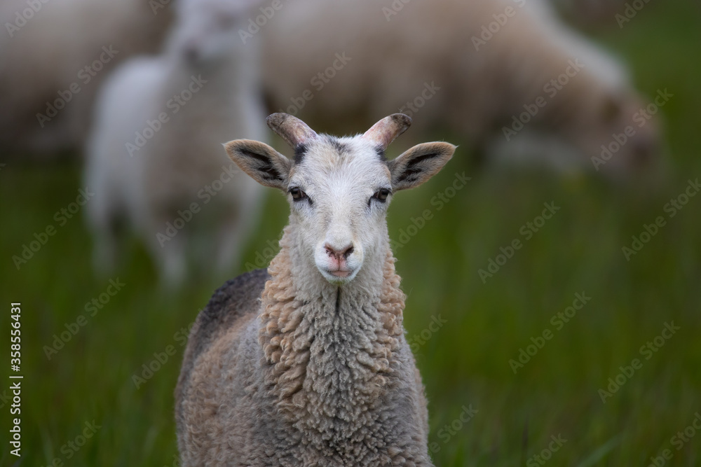 A goat isolated looking into the camera A goat isolated looking into the camera