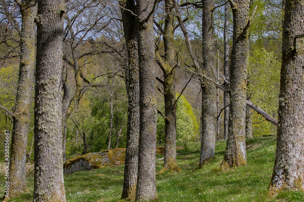 Spring landscape with oak trees on a green slope. Some white flowers is growing in the grass Spring landscape with oak trees on a green slope. Some white flowers is growing in the grass