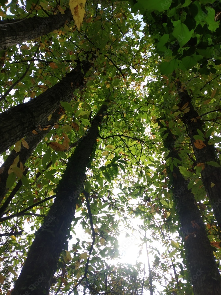 Obraz premium tree in the forest
