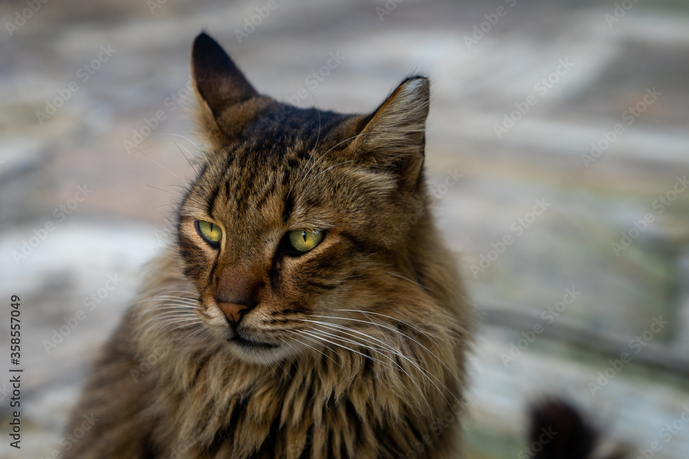 Fototapeta premium Stray cat in Cyprus