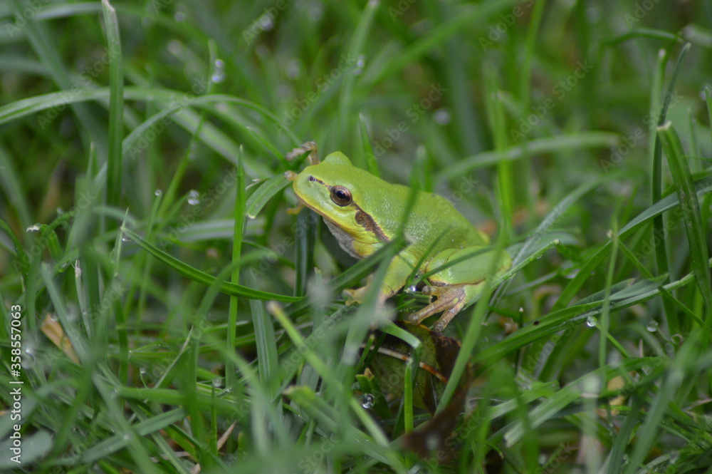 Rzekotka drzewna w trawie