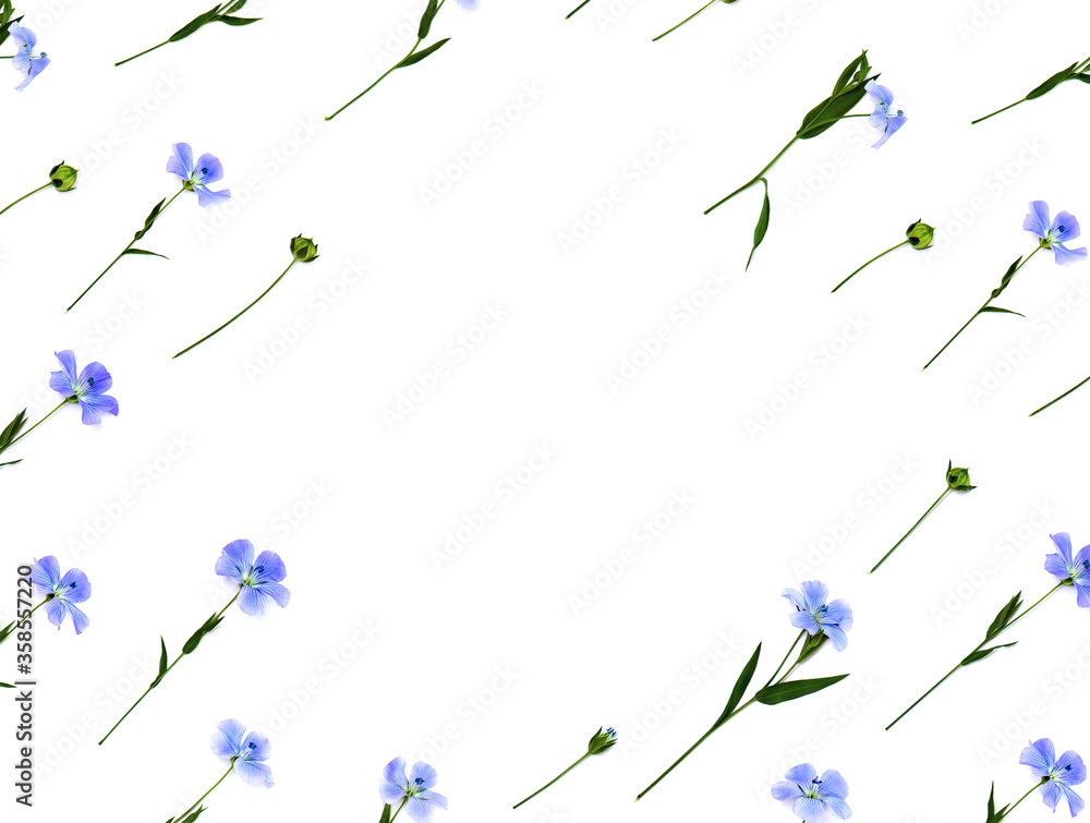 Frame of blue flowers and capsule with seed flax on a white background with space for text. Top view, flat lay