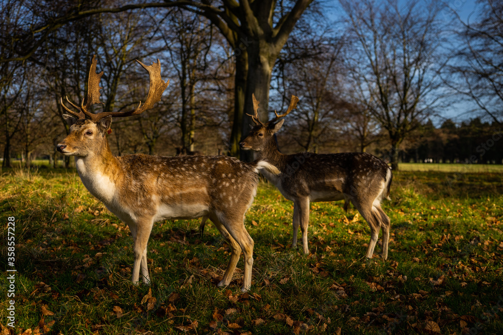 Obraz premium Two fallow deers wondering during winter in Phoenix Park
