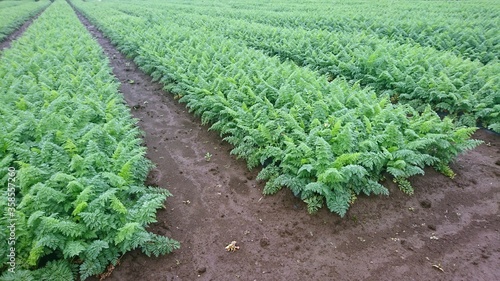carrot growing in a row