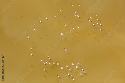 Aerial view of a flock of lesser flamingos over Lake Little Magadi in the Great Rift Valley. Little Magadi is part of Lake Magadi, the southernmost lake in the Kenyan Rift Valley, north of Tanzania.