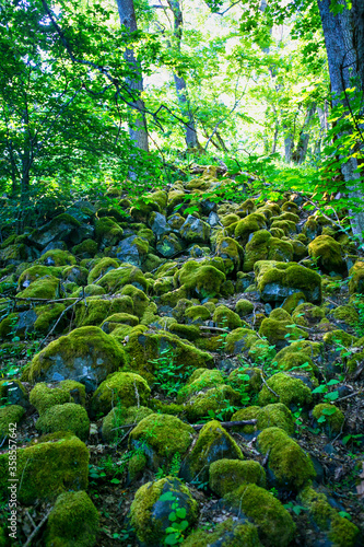 field of stones in forest covered with moss