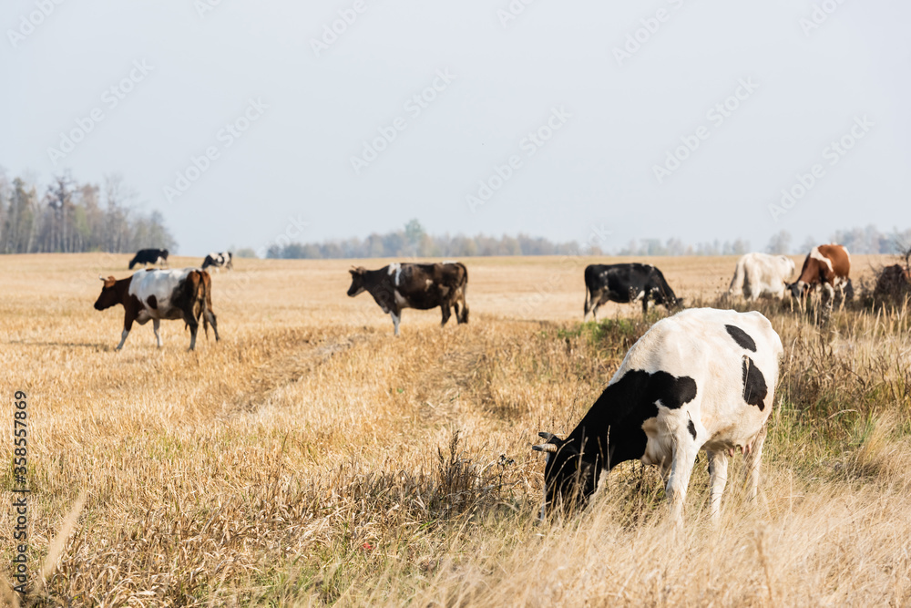 selective focus of herd of cows and bulls standing in pasture selective focus of herd of cows and bulls standing in pasture