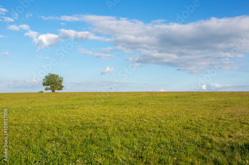 panoramic view of green fields and tree with blue sky