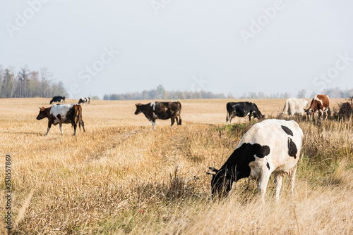 Fototapeta Naklejka Na Ścianę i Meble -  selective focus of herd of cows and bulls standing in pasture