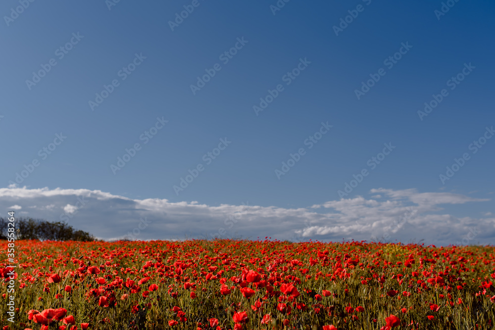 Beautiful field with red poppies and blue sky