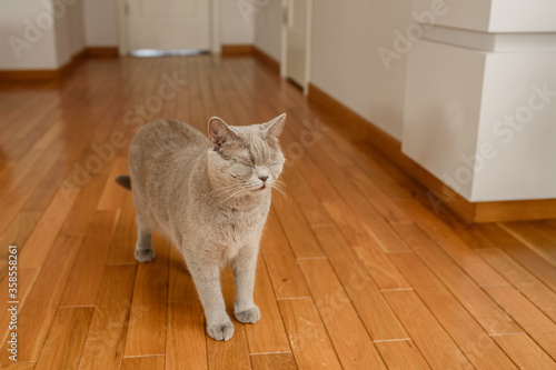 British gray cat with closed eyes on a wood floor
