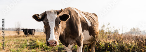 horizontal crop of cow looking at camera while standing in field
