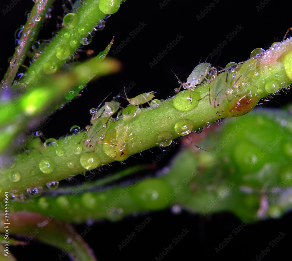 Fototapeta premium Aphids are small sap-sucking insects and members of the superfamily Aphidoidea. Common names include greenfly and blackfly, although individuals within a species can vary widely in colour.