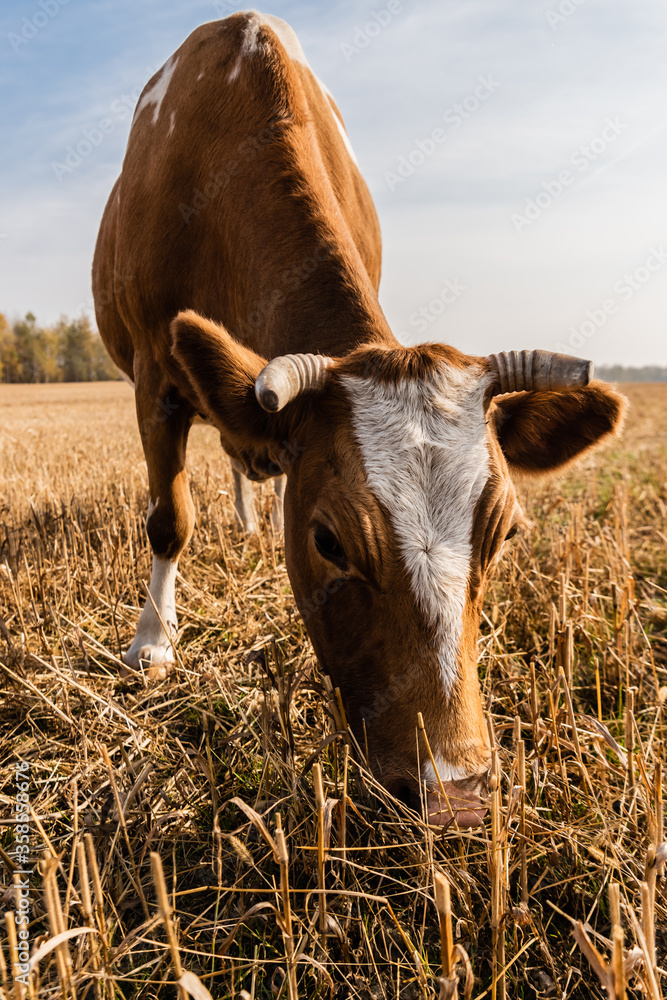 bull with horns standing on field against cloudy sky bull with horns standing on field against cloudy sky