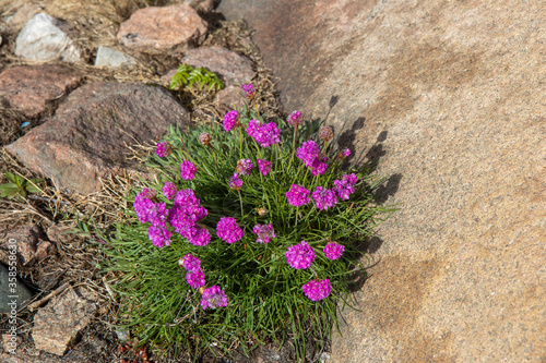 Purple flowers growing among rocks on the Swedish coast