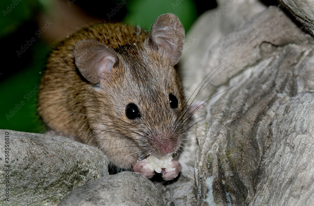 House mouse feeding in UK urban house garden. House mouse feeding in UK urban house garden.