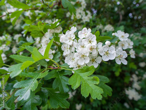 Close up of a Hawthorn hedge - hedgerow plant (Crataegus monogyna)